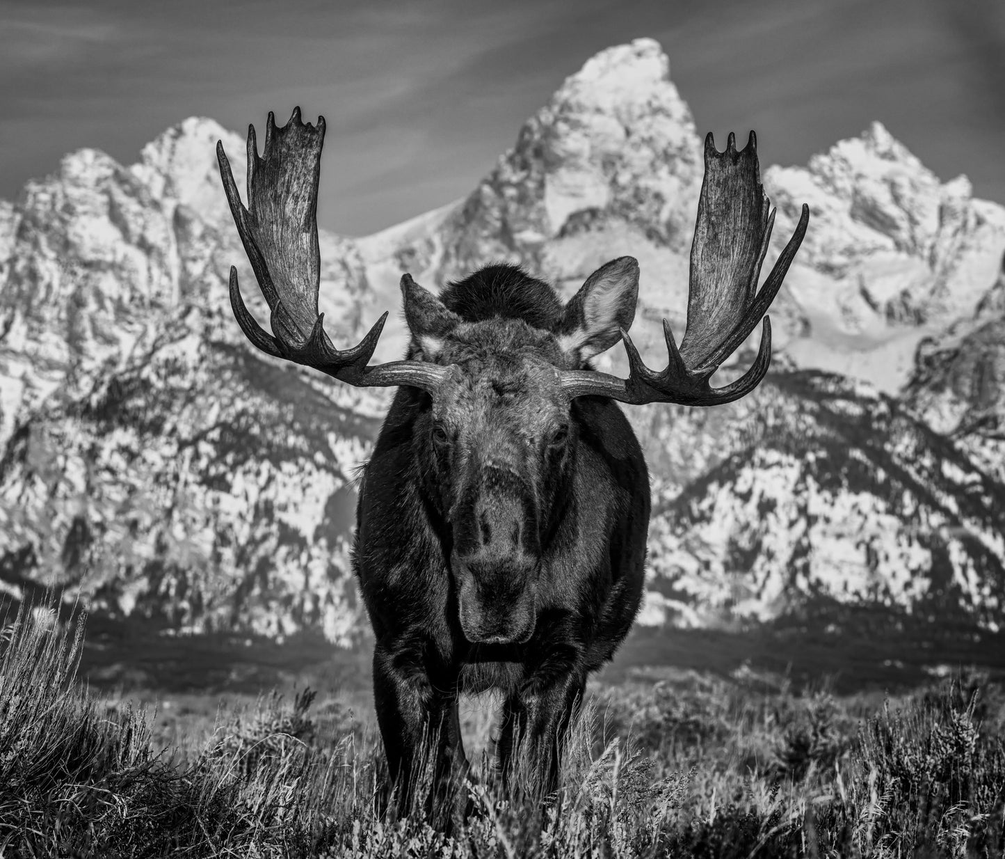 The Big Moose-Photographic Print-David Yarrow-Sorrel Sky Gallery