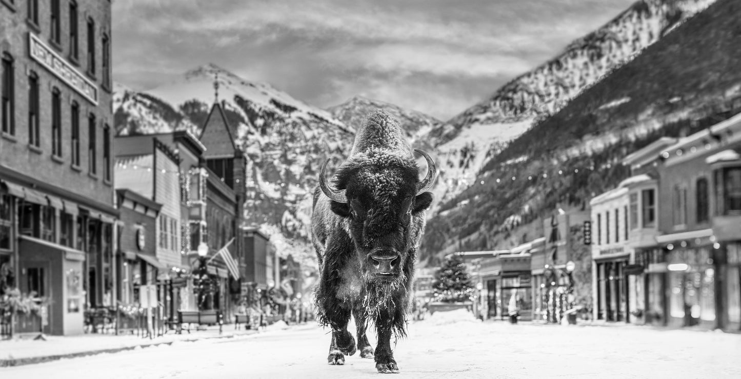 The Bison on Main II-Photographic Print-David Yarrow-Sorrel Sky Gallery