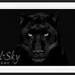 The Black Panther Club-Photographic Print-David Yarrow-Sorrel Sky Gallery