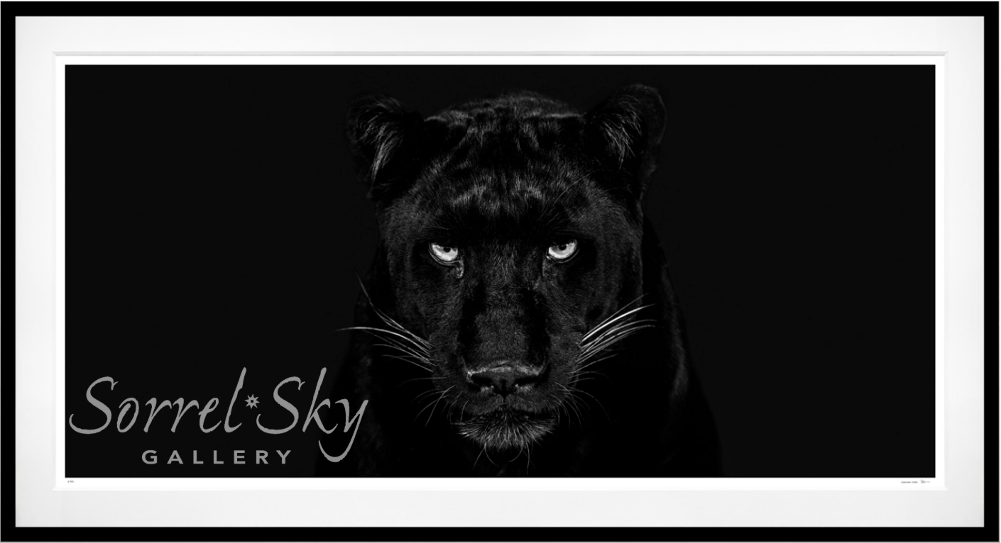 The Black Panther Club-Photographic Print-David Yarrow-Sorrel Sky Gallery