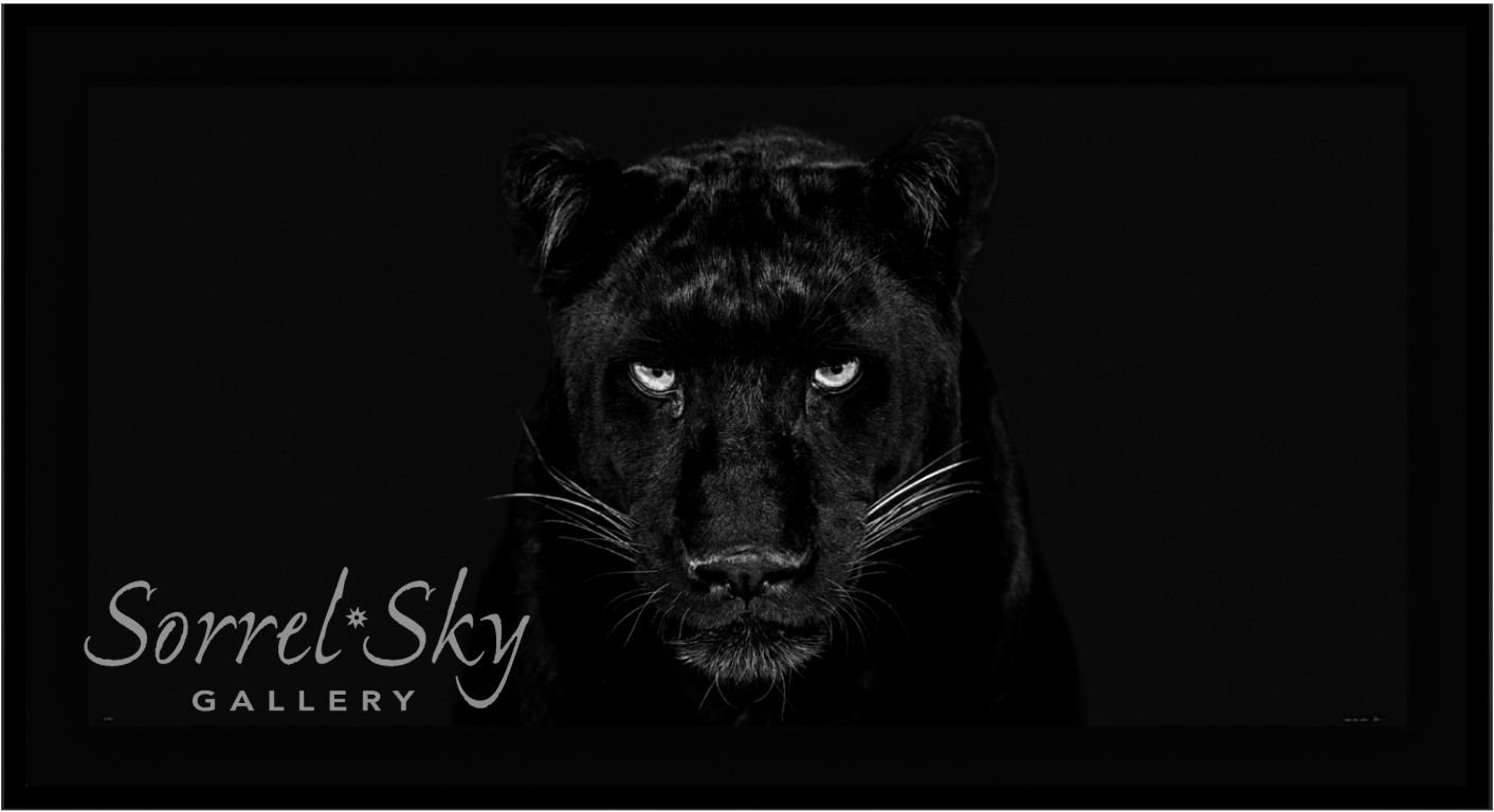 The Black Panther Club-Photographic Print-David Yarrow-Sorrel Sky Gallery