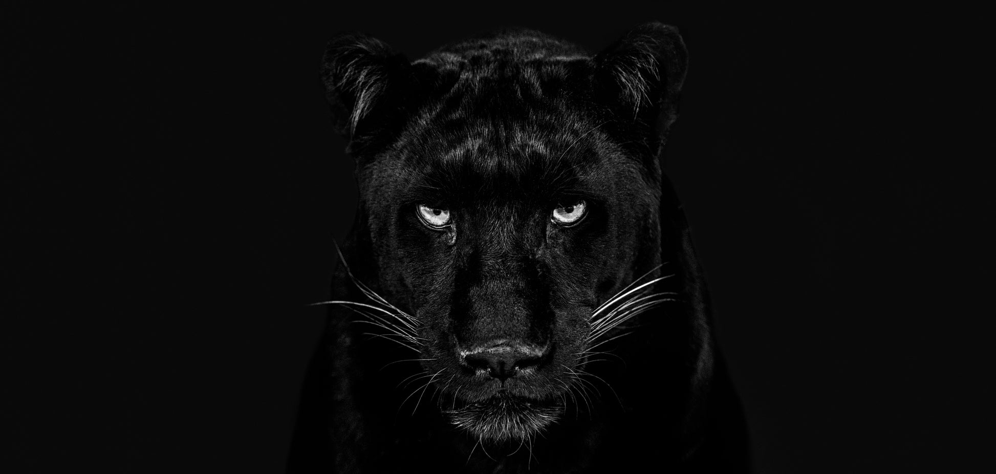The Black Panther Club-Photographic Print-David Yarrow-Sorrel Sky Gallery