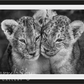 The Cubs-Photographic Print-David Yarrow-Sorrel Sky Gallery