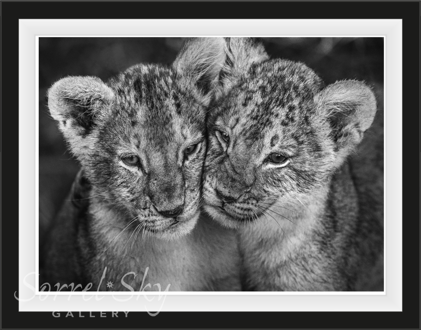 The Cubs-Photographic Print-David Yarrow-Sorrel Sky Gallery