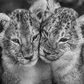 The Cubs-Photographic Print-David Yarrow-Sorrel Sky Gallery