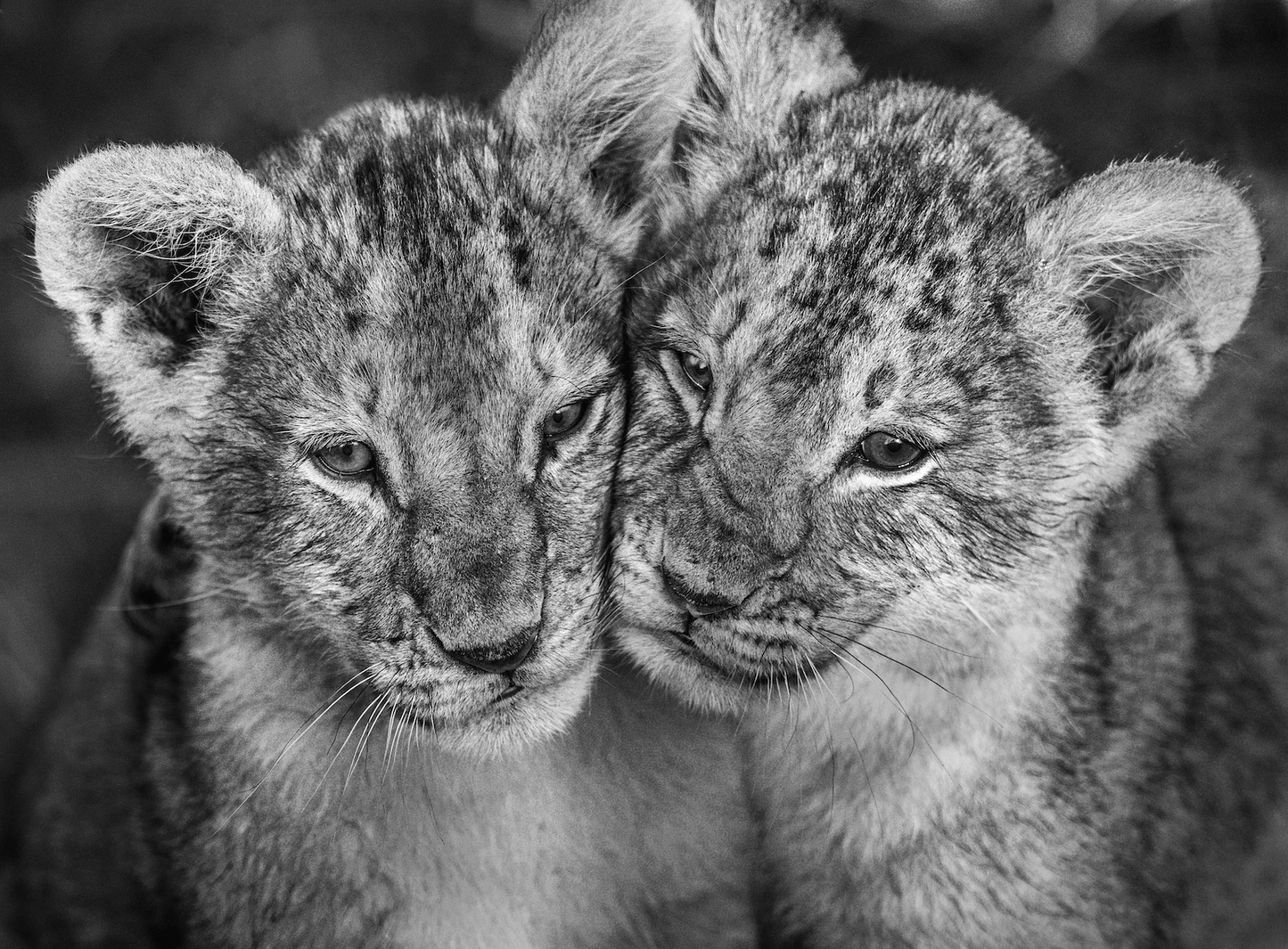 The Cubs-Photographic Print-David Yarrow-Sorrel Sky Gallery