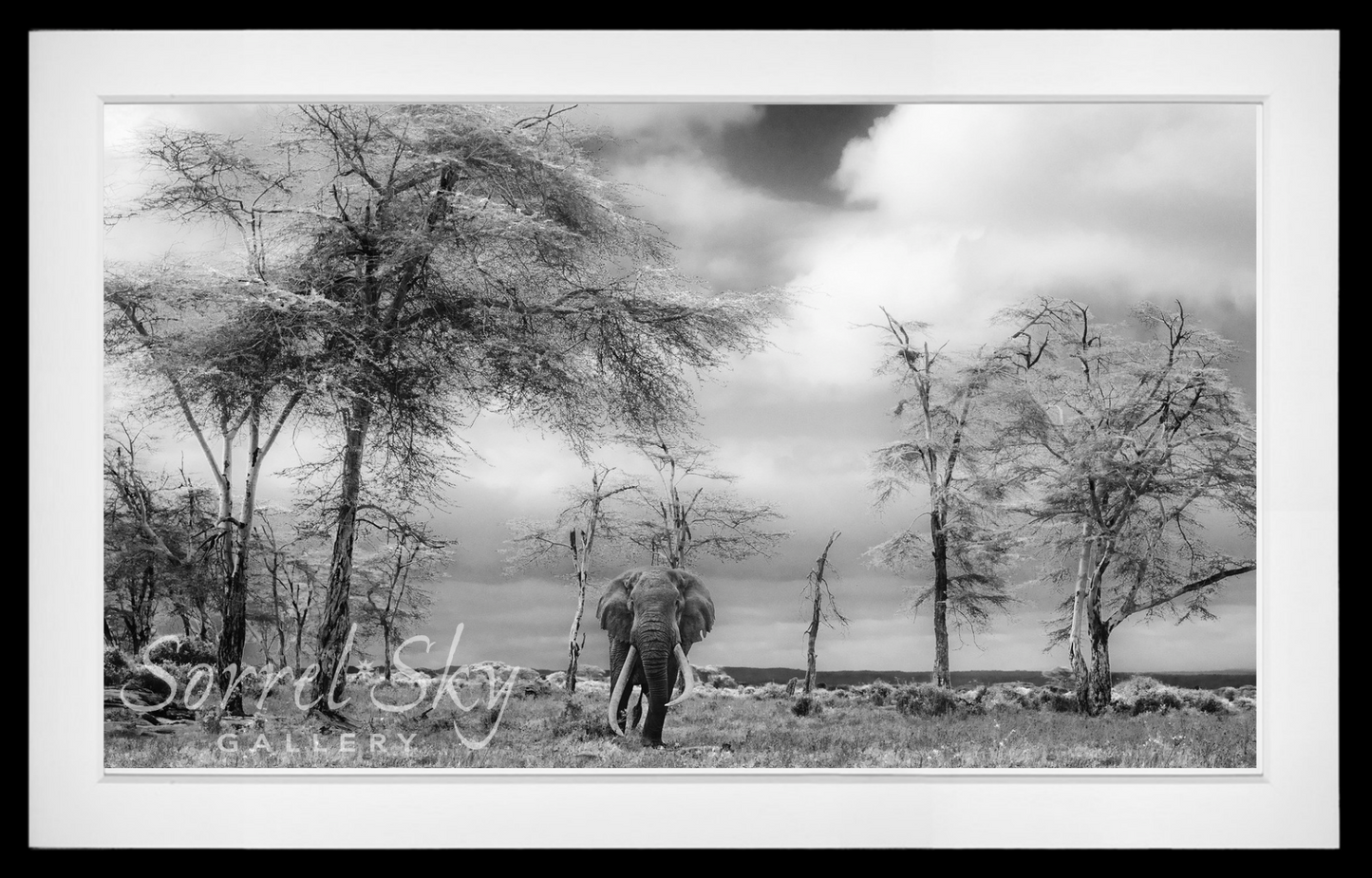 The Fairy Tale-Photographic Print-David Yarrow-Sorrel Sky Gallery