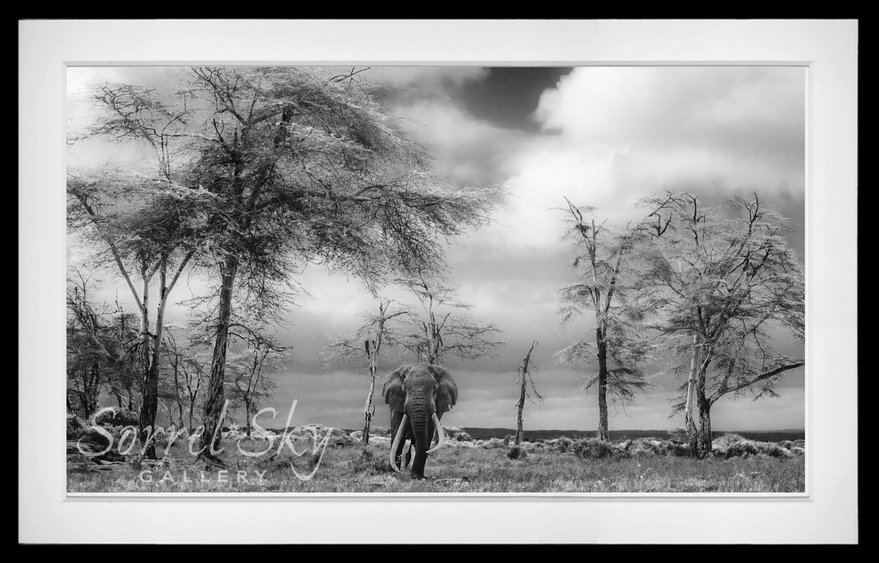 The Fairy Tale-Photographic Print-David Yarrow-Sorrel Sky Gallery