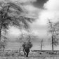 The Fairy Tale-Photographic Print-David Yarrow-Sorrel Sky Gallery