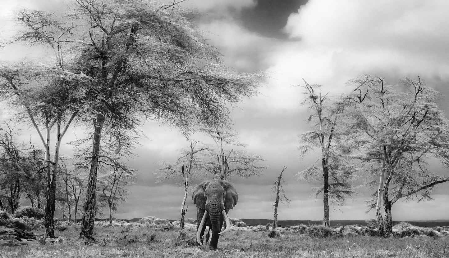 The Fairy Tale-Photographic Print-David Yarrow-Sorrel Sky Gallery