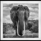 The Final Few-Photographic Print-David Yarrow-Sorrel Sky Gallery