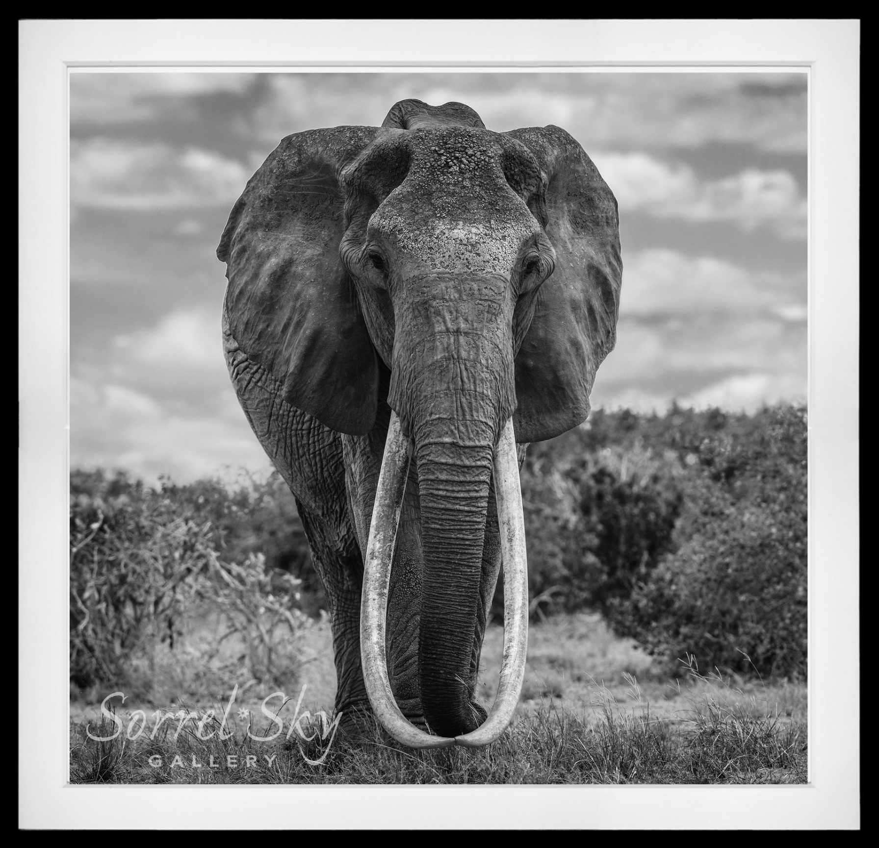 The Final Few-Photographic Print-David Yarrow-Sorrel Sky Gallery