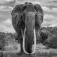 The Final Few-Photographic Print-David Yarrow-Sorrel Sky Gallery