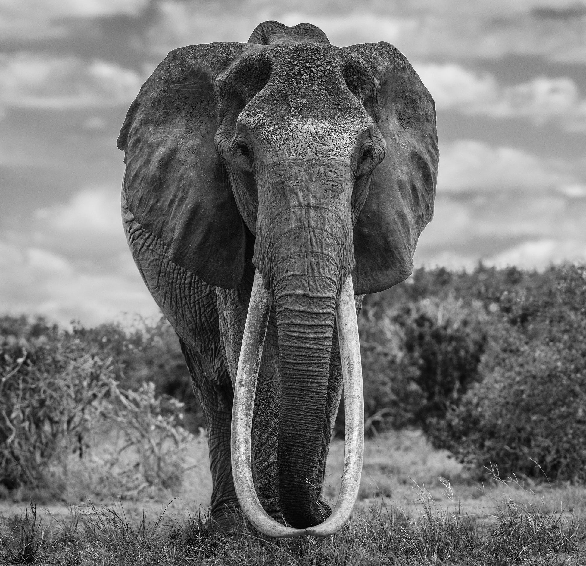 The Final Few-Photographic Print-David Yarrow-Sorrel Sky Gallery