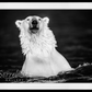 The Fur Coat-Photographic Print-David Yarrow-Sorrel Sky Gallery