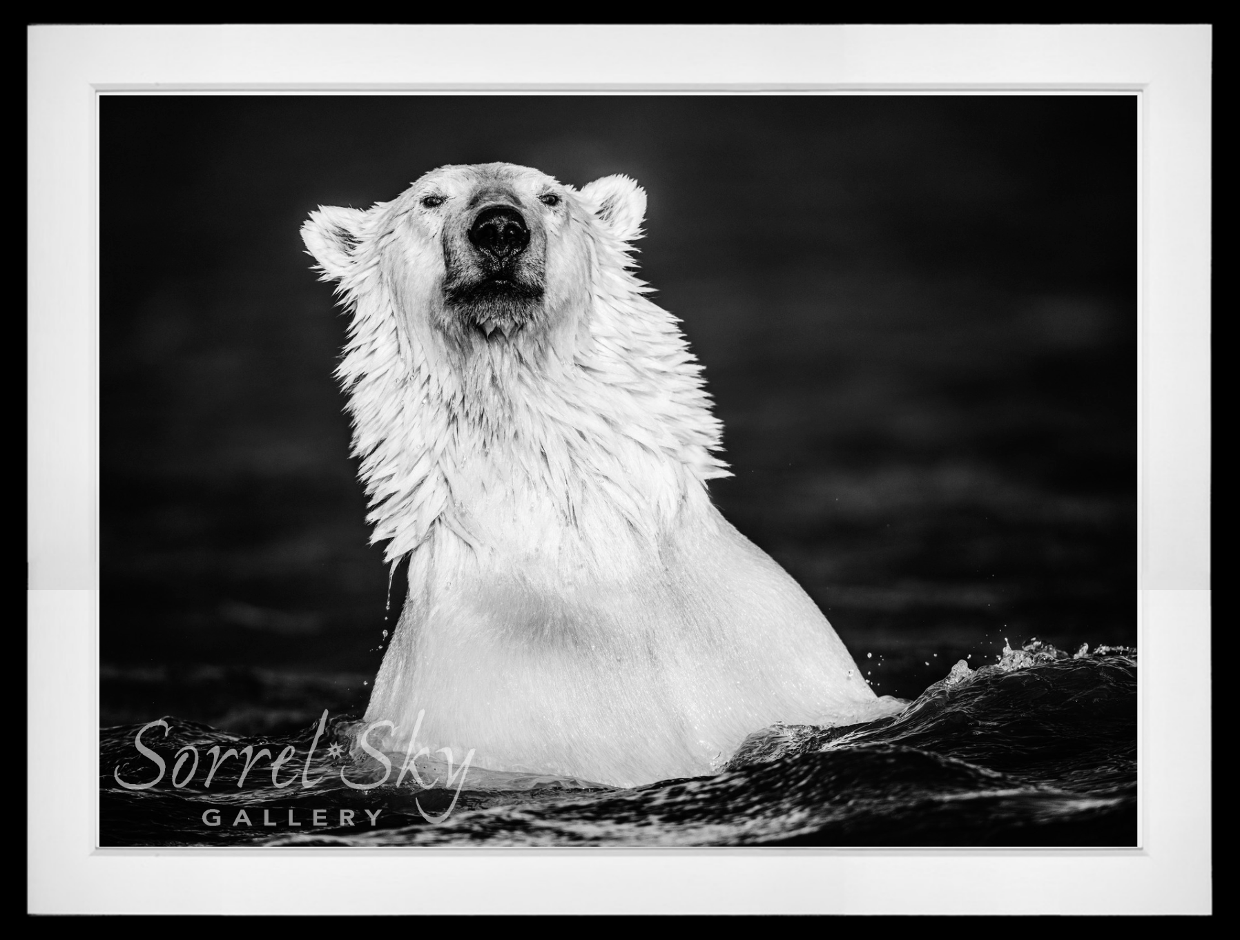 The Fur Coat-Photographic Print-David Yarrow-Sorrel Sky Gallery