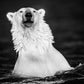 The Fur Coat-Photographic Print-David Yarrow-Sorrel Sky Gallery