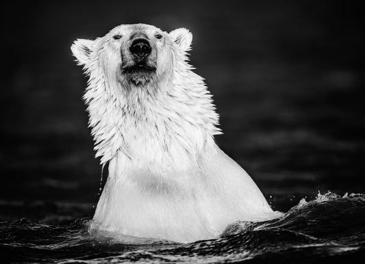 The Fur Coat-Photographic Print-David Yarrow-Sorrel Sky Gallery