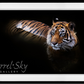 The Killer - Colour-Photographic Print-David Yarrow-Sorrel Sky Gallery