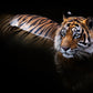The Killer - Colour-Photographic Print-David Yarrow-Sorrel Sky Gallery