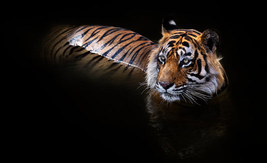 The Killer - Colour-Photographic Print-David Yarrow-Sorrel Sky Gallery