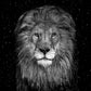 The Lion - B/W-Photographic Print-David Yarrow-Sorrel Sky Gallery