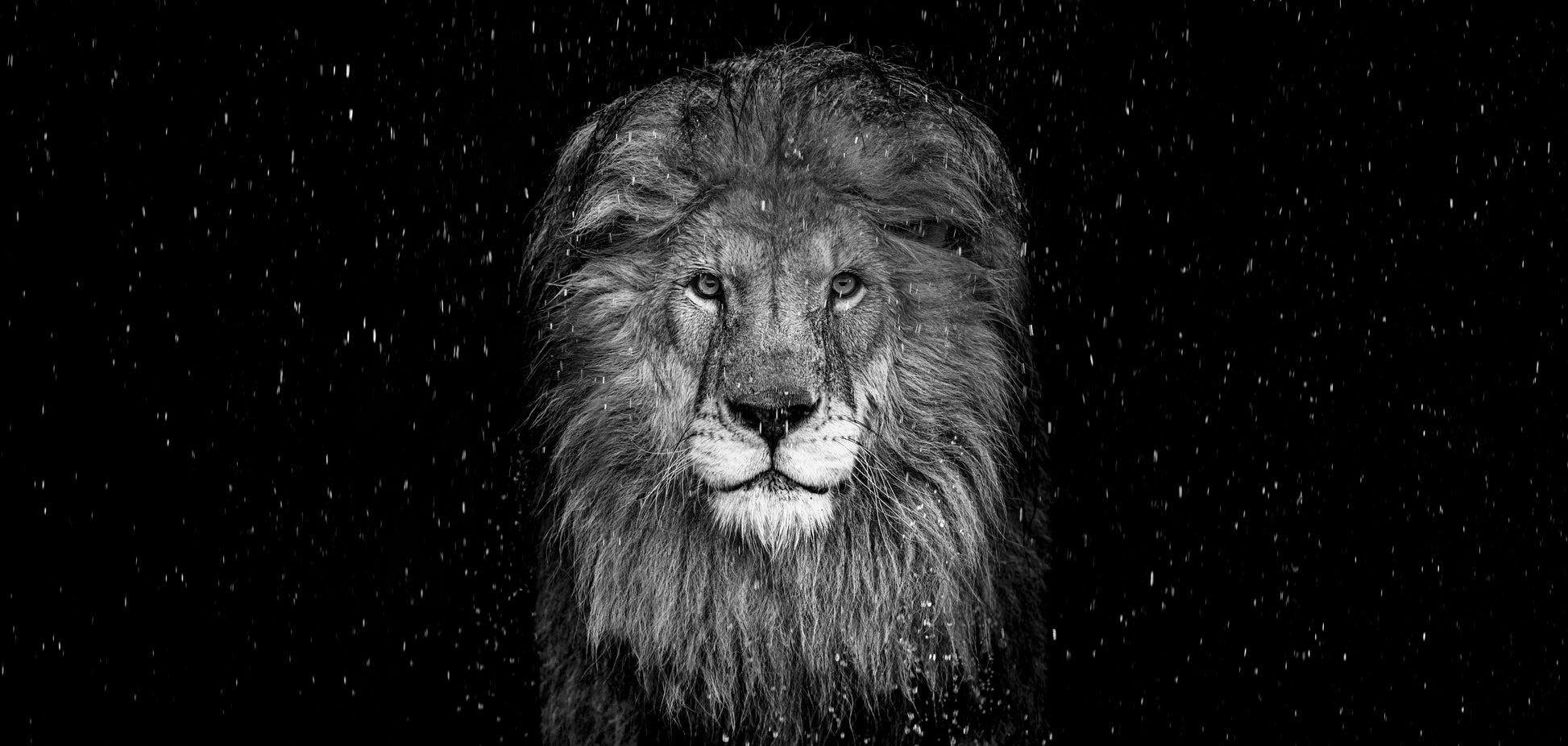 The Lion - B/W-Photographic Print-David Yarrow-Sorrel Sky Gallery