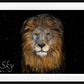 The Lion - Colour-Photographic Print-David Yarrow-Sorrel Sky Gallery