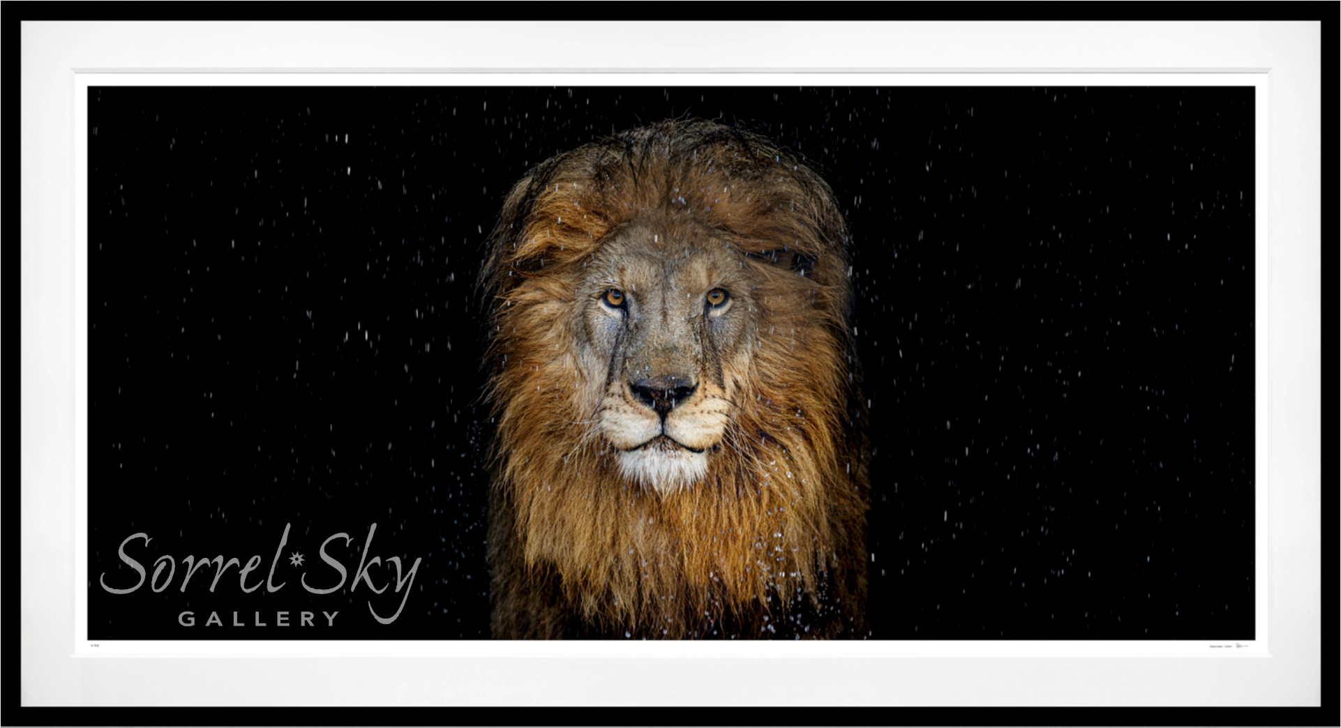 The Lion - Colour-Photographic Print-David Yarrow-Sorrel Sky Gallery