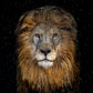 The Lion - Colour-Photographic Print-David Yarrow-Sorrel Sky Gallery