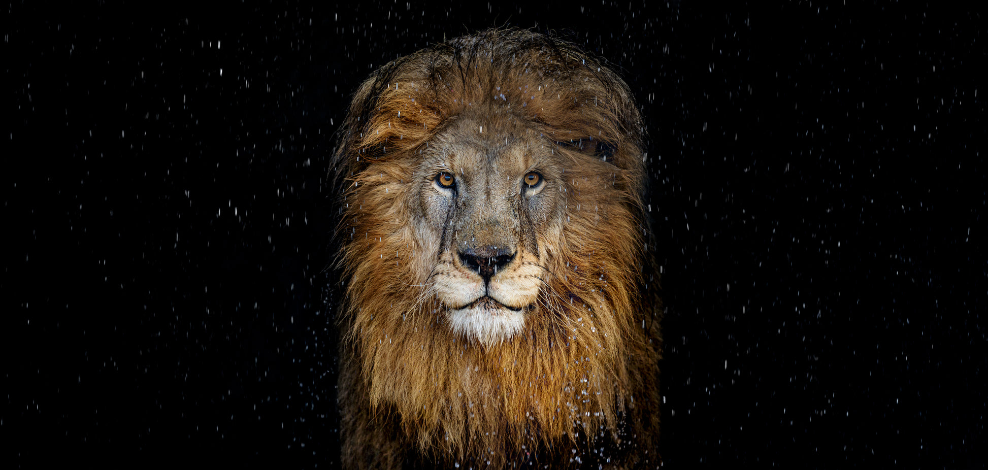 The Lion - Colour-Photographic Print-David Yarrow-Sorrel Sky Gallery