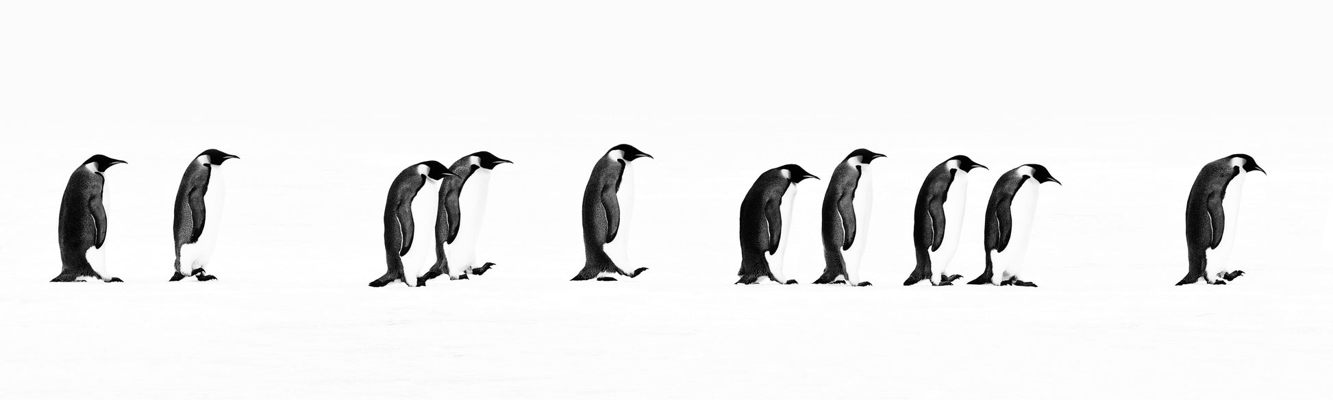 The Long March-Photographic Print-David Yarrow-Sorrel Sky Gallery