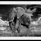 The Patrician-Photographic Print-David Yarrow-Sorrel Sky Gallery