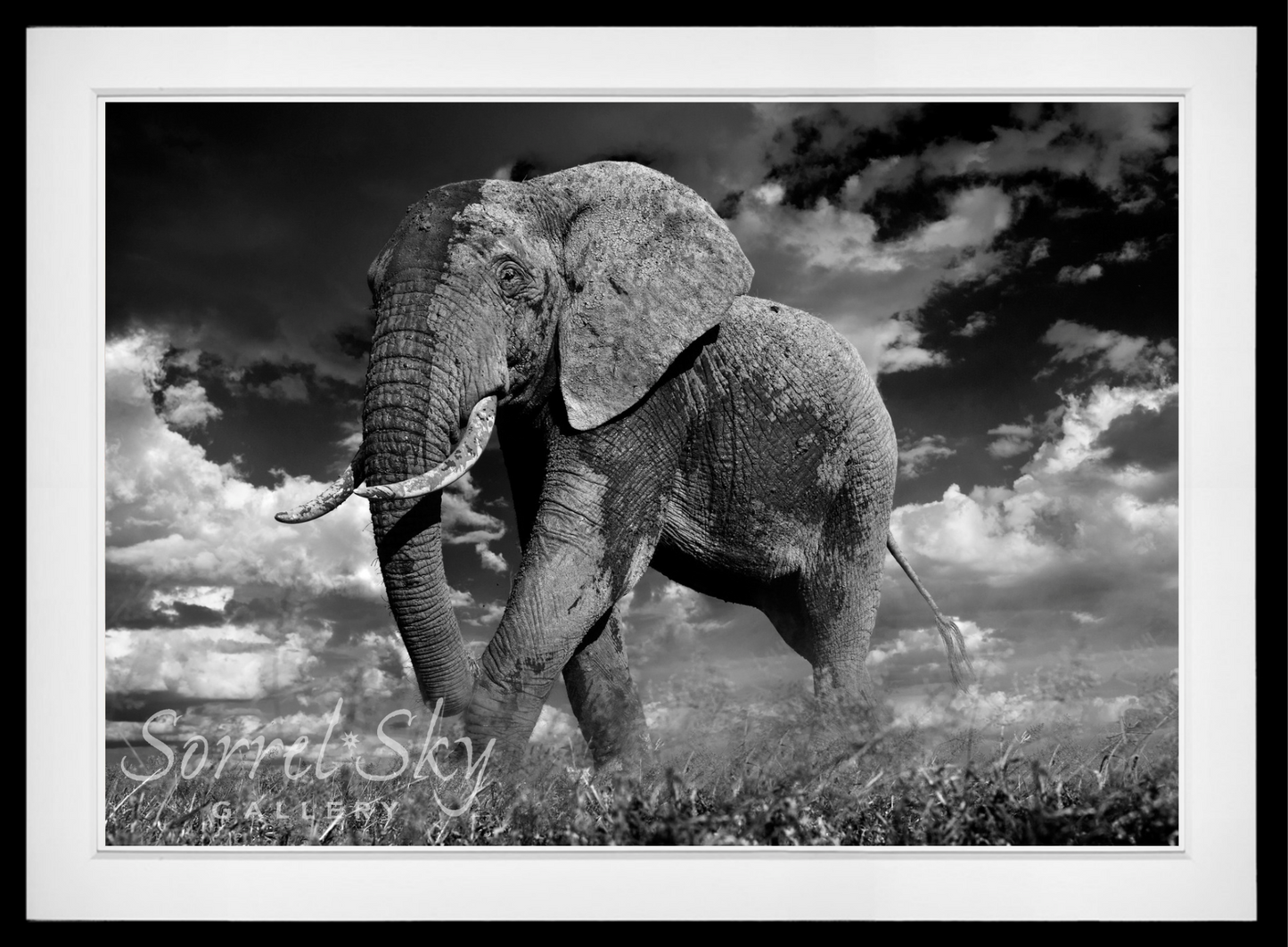 The Patrician-Photographic Print-David Yarrow-Sorrel Sky Gallery