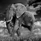 The Patrician-Photographic Print-David Yarrow-Sorrel Sky Gallery