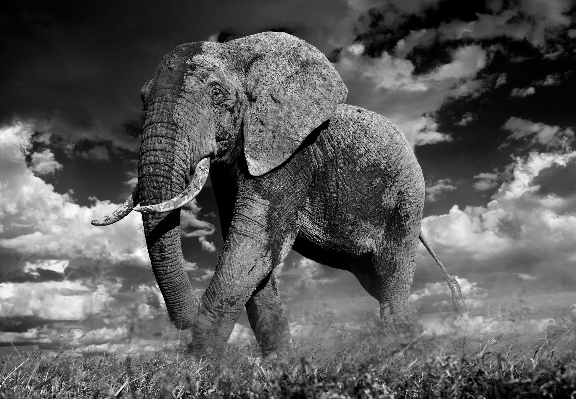 The Patrician-Photographic Print-David Yarrow-Sorrel Sky Gallery