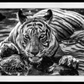 The Queen of Ranthambore-Photographic Print-David Yarrow-Sorrel Sky Gallery