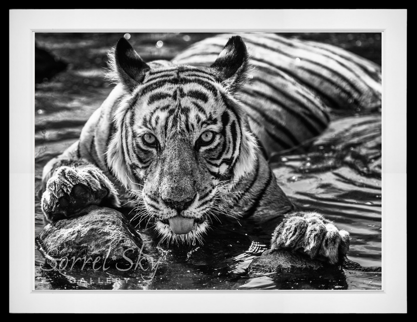 The Queen of Ranthambore-Photographic Print-David Yarrow-Sorrel Sky Gallery