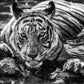 The Queen of Ranthambore-Photographic Print-David Yarrow-Sorrel Sky Gallery