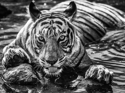 The Queen of Ranthambore-Photographic Print-David Yarrow-Sorrel Sky Gallery