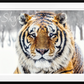 The Siberian II-Photographic Print-David Yarrow-Sorrel Sky Gallery