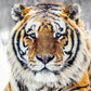 The Siberian II-Photographic Print-David Yarrow-Sorrel Sky Gallery