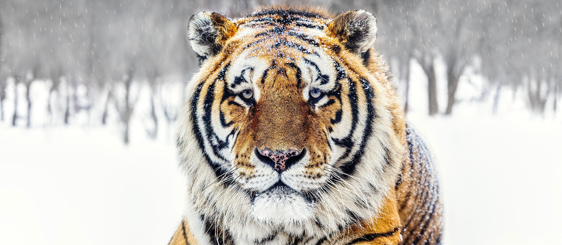 The Siberian II-Photographic Print-David Yarrow-Sorrel Sky Gallery