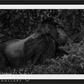 The Silverback-Photographic Print-David Yarrow-Sorrel Sky Gallery