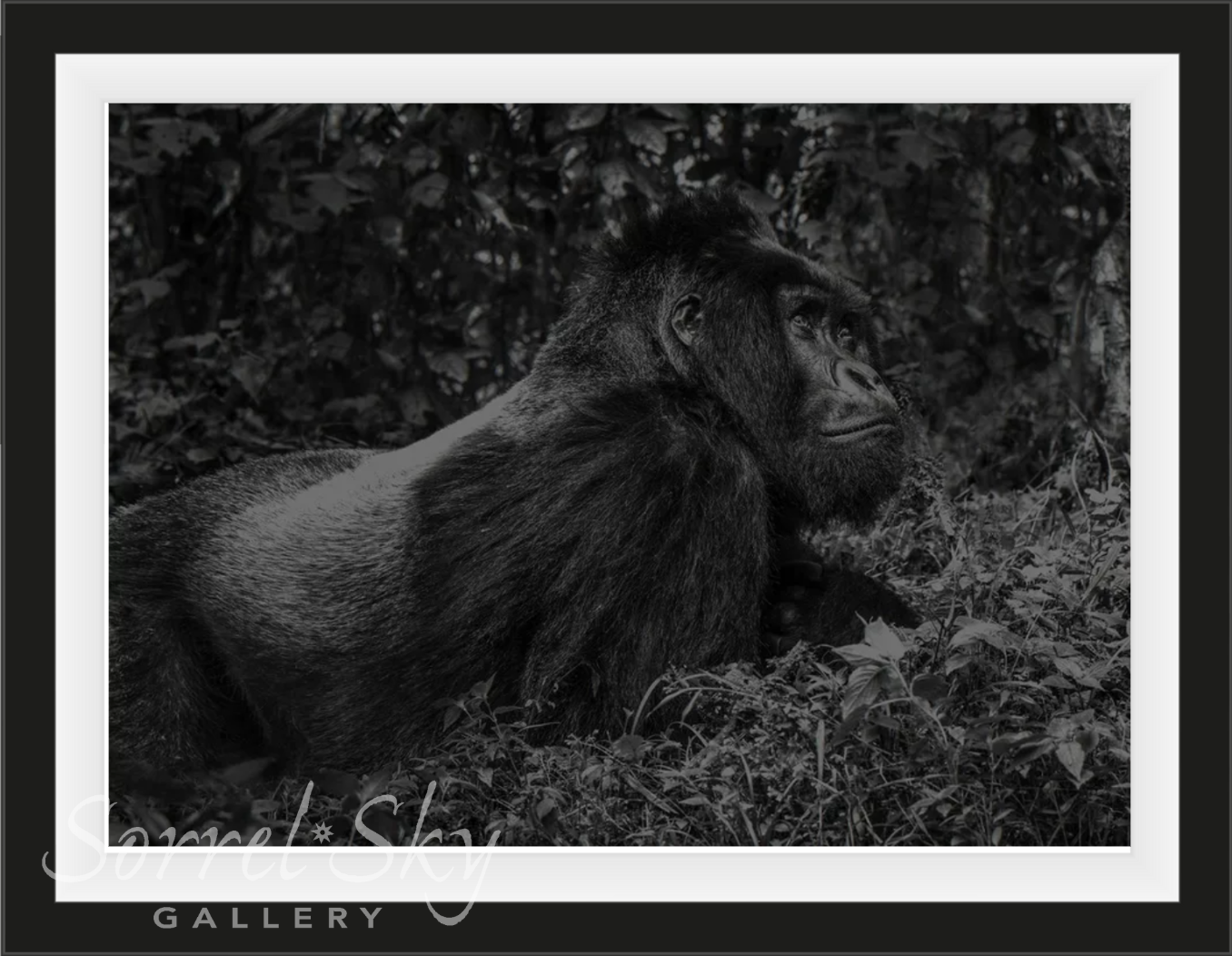 The Silverback-Photographic Print-David Yarrow-Sorrel Sky Gallery