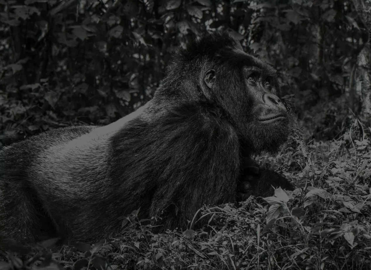 The Silverback-Photographic Print-David Yarrow-Sorrel Sky Gallery