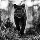 The Superhero-Photographic Print-David Yarrow-Sorrel Sky Gallery