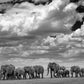 David Yarrow