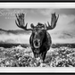 The Winter Season-Photographic Print-David Yarrow-Sorrel Sky Gallery