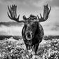 The Winter Season-Photographic Print-David Yarrow-Sorrel Sky Gallery